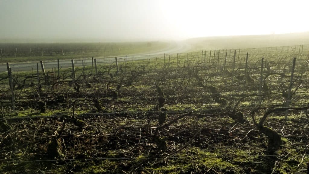 Vignes Champagne Chauvet