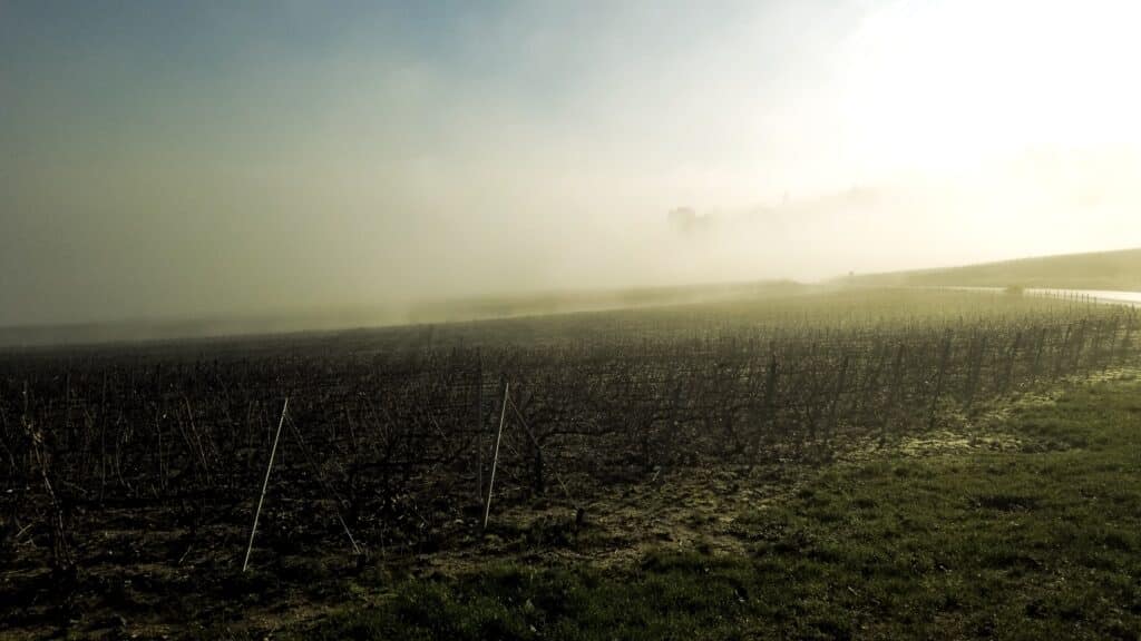 Vignes Champagne Chauvet