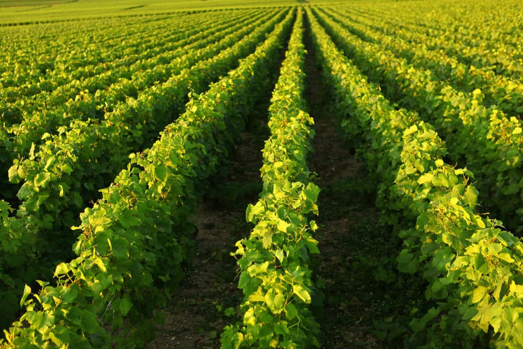 Champagne Chauvet La Colonie